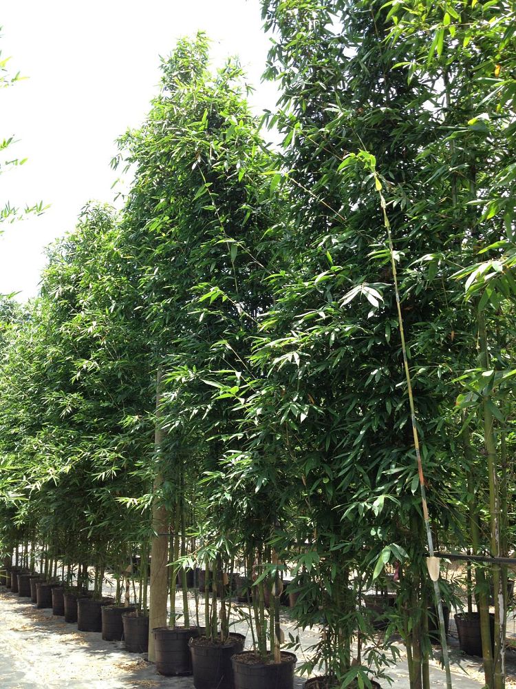 bambusa-oldhamii-oldhamii-bamboo