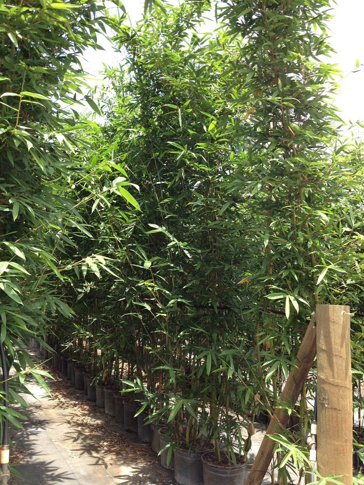 bambusa-oldhamii-oldhamii-bamboo