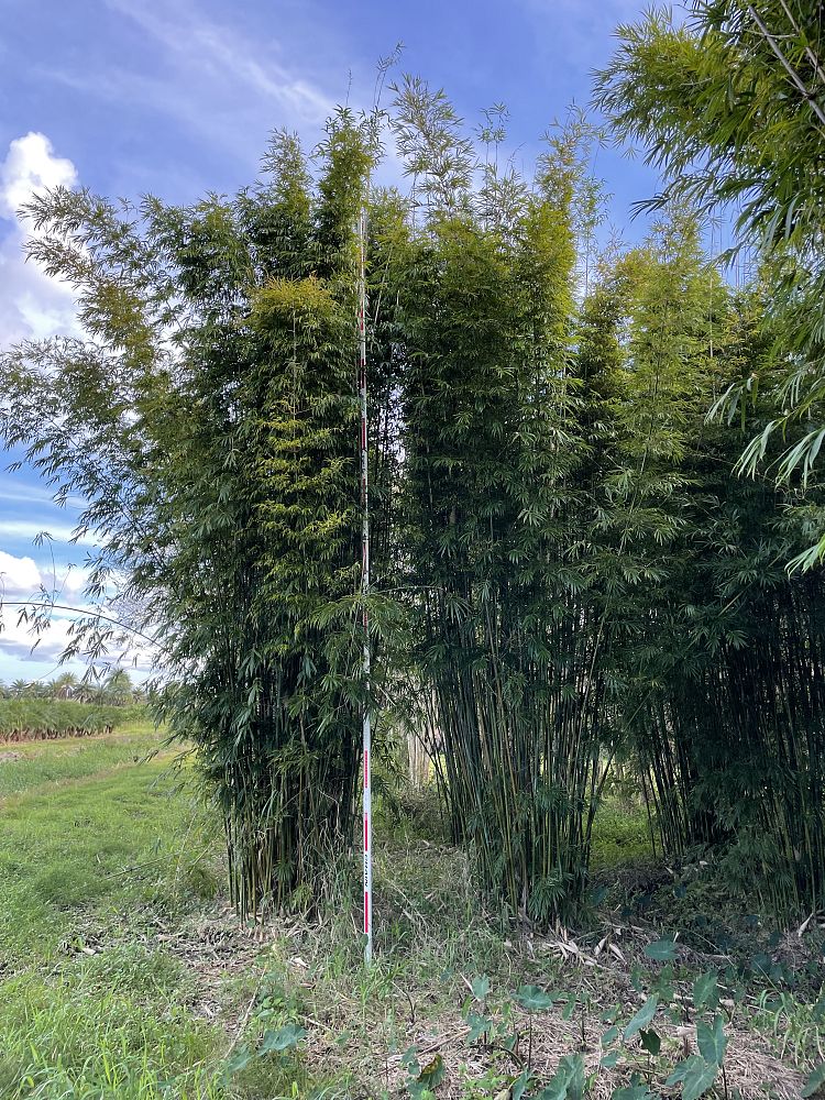 bambusa-oldhamii-oldhamii-bamboo