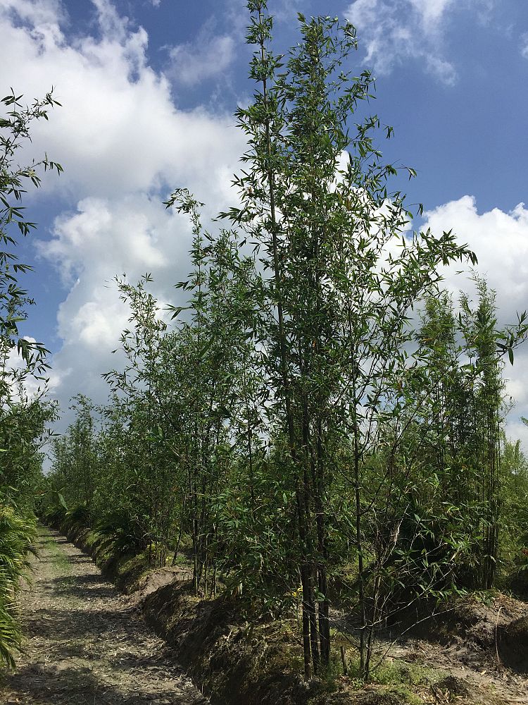 bambusa-oldhamii-oldhamii-bamboo