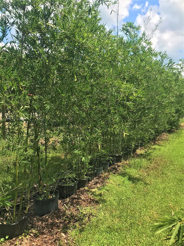 bambusa-oldhamii-oldhamii-bamboo