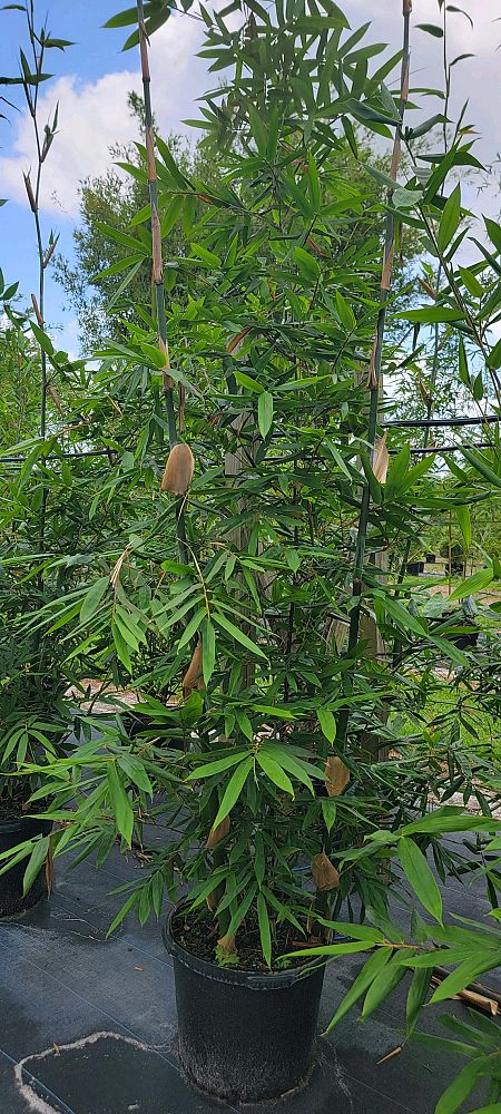 bambusa-oldhamii-oldhamii-bamboo