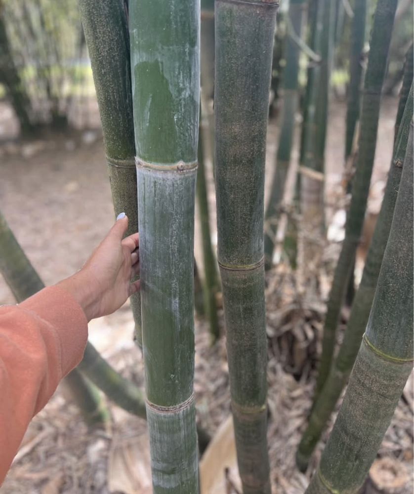 bambusa-oldhamii-oldhamii-bamboo