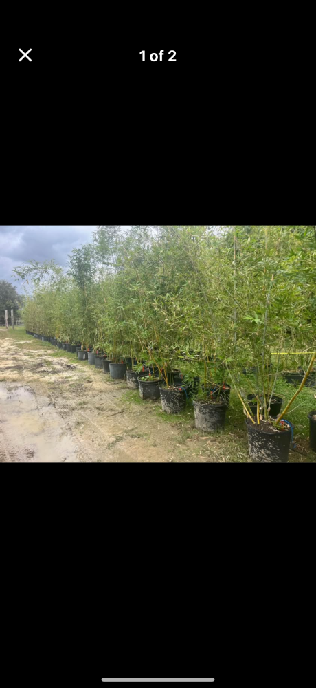 bambusa-oldhamii-oldhamii-bamboo