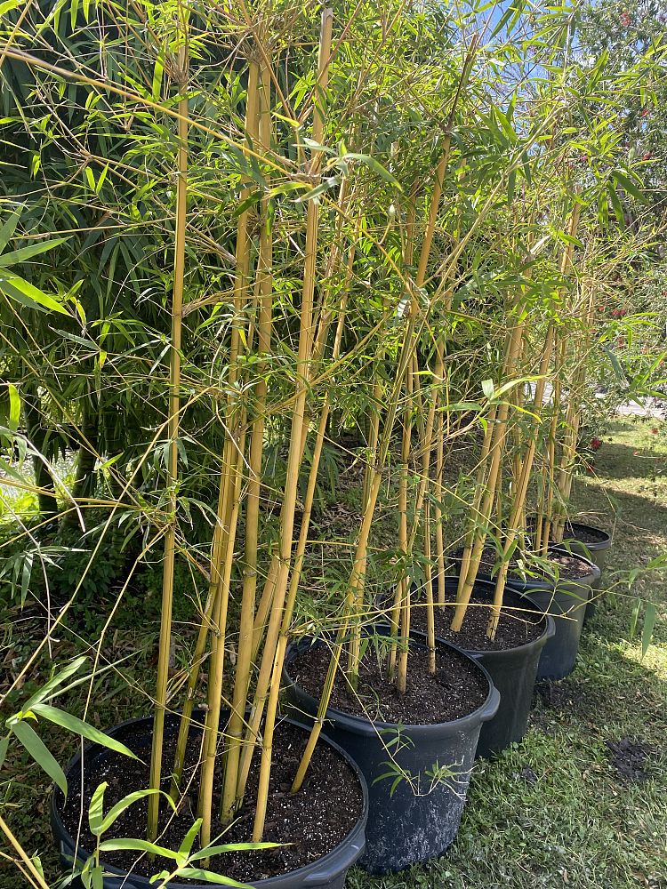 bambusa-oldhamii-oldhamii-bamboo