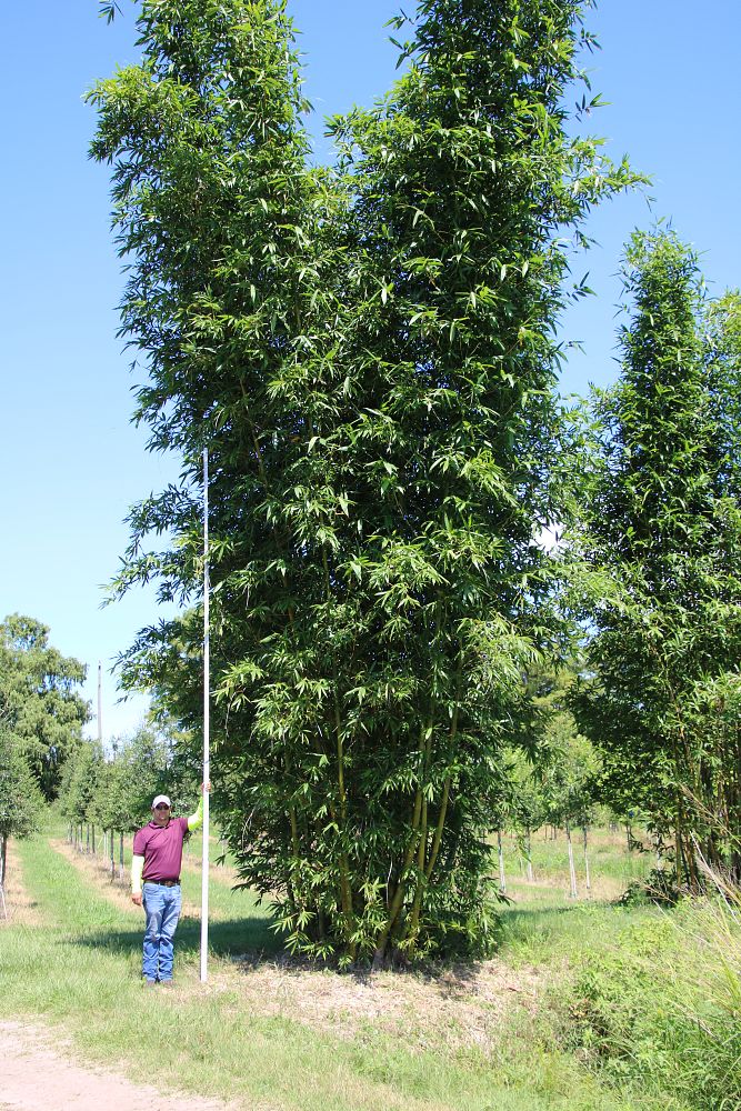 bambusa-oldhamii-oldhamii-bamboo