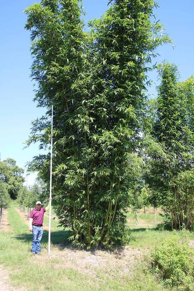 bambusa-oldhamii-oldhamii-bamboo