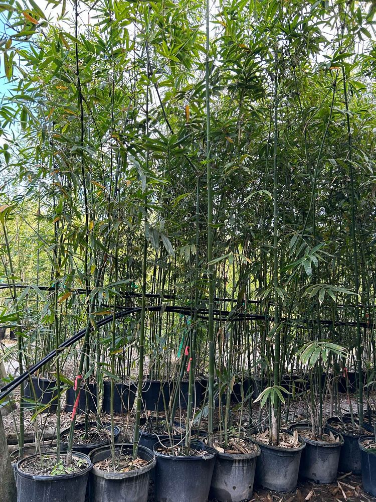 bambusa-oldhamii-oldhamii-bamboo