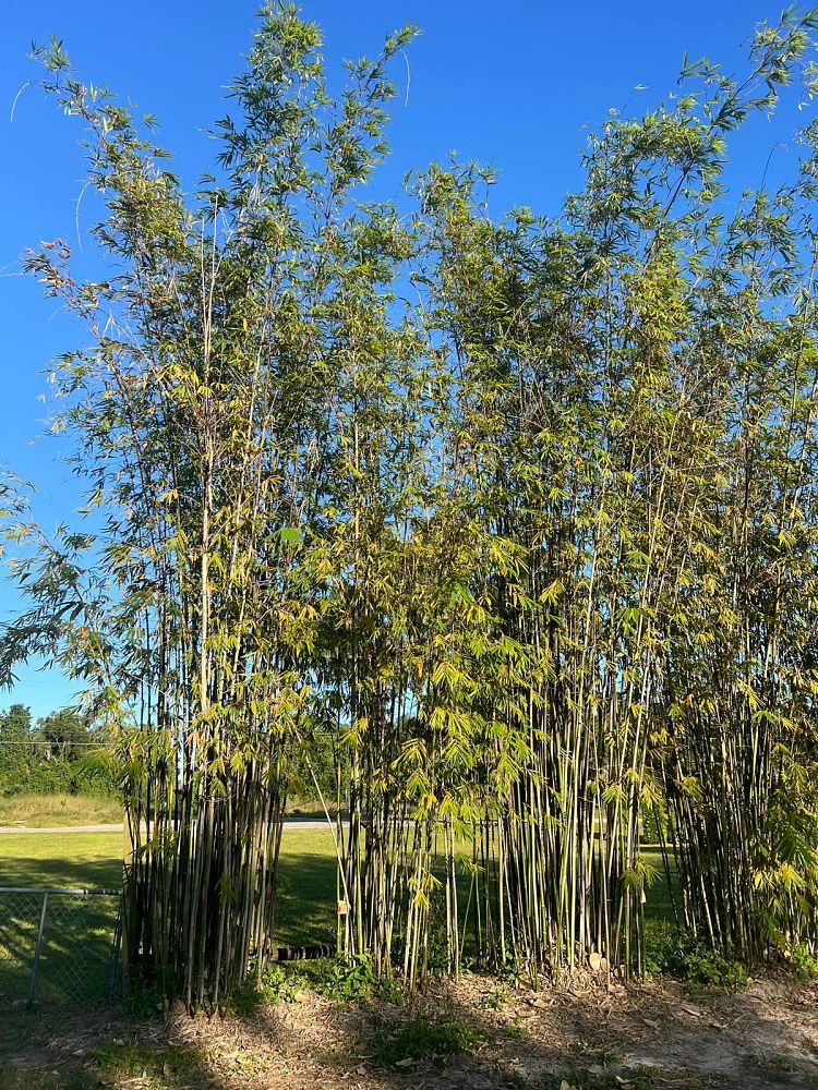 bambusa-oldhamii-oldhamii-bamboo