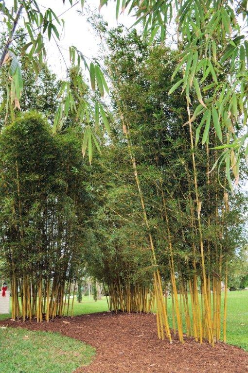 bambusa-pervariabilis-viridistriata-sunburst-bamboo