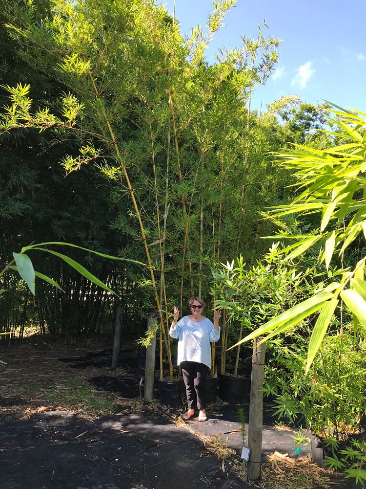 bambusa-pervariabilis-viridistriata-sunburst-bamboo