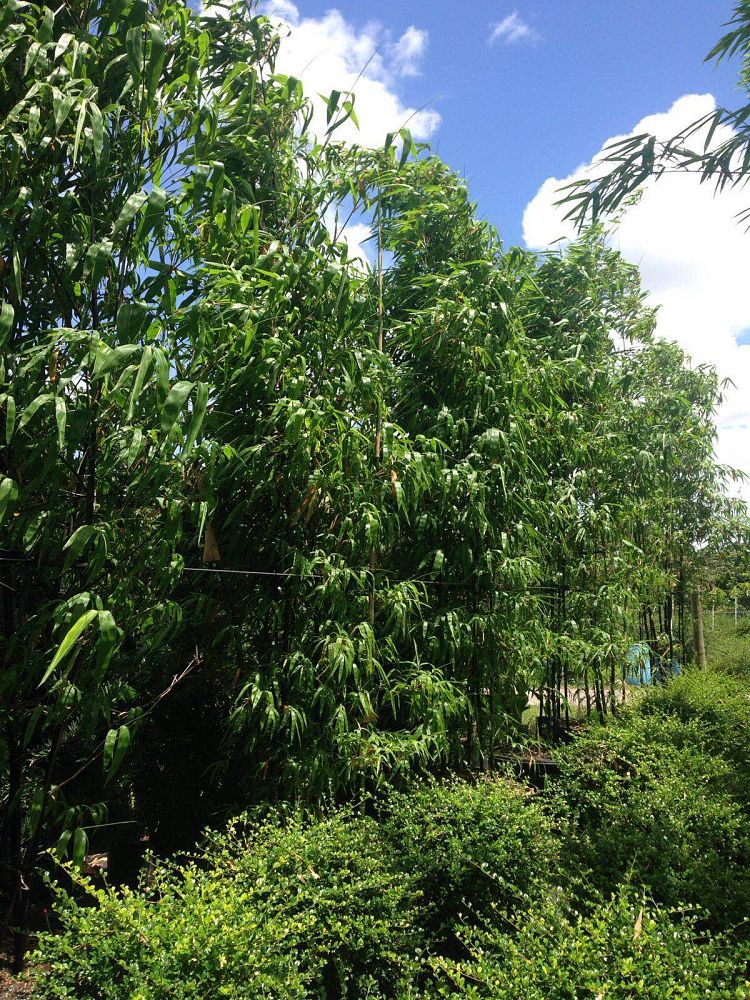 bambusa-phyllostachys-black-bamboo