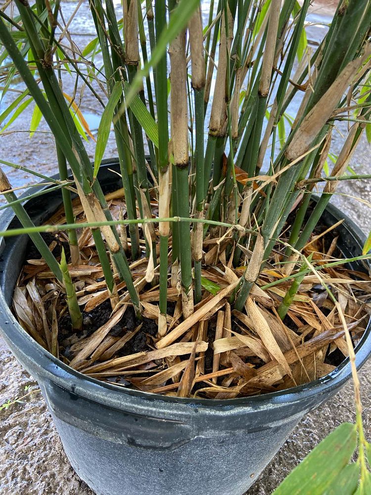 bambusa-richard-waldron-bamboo