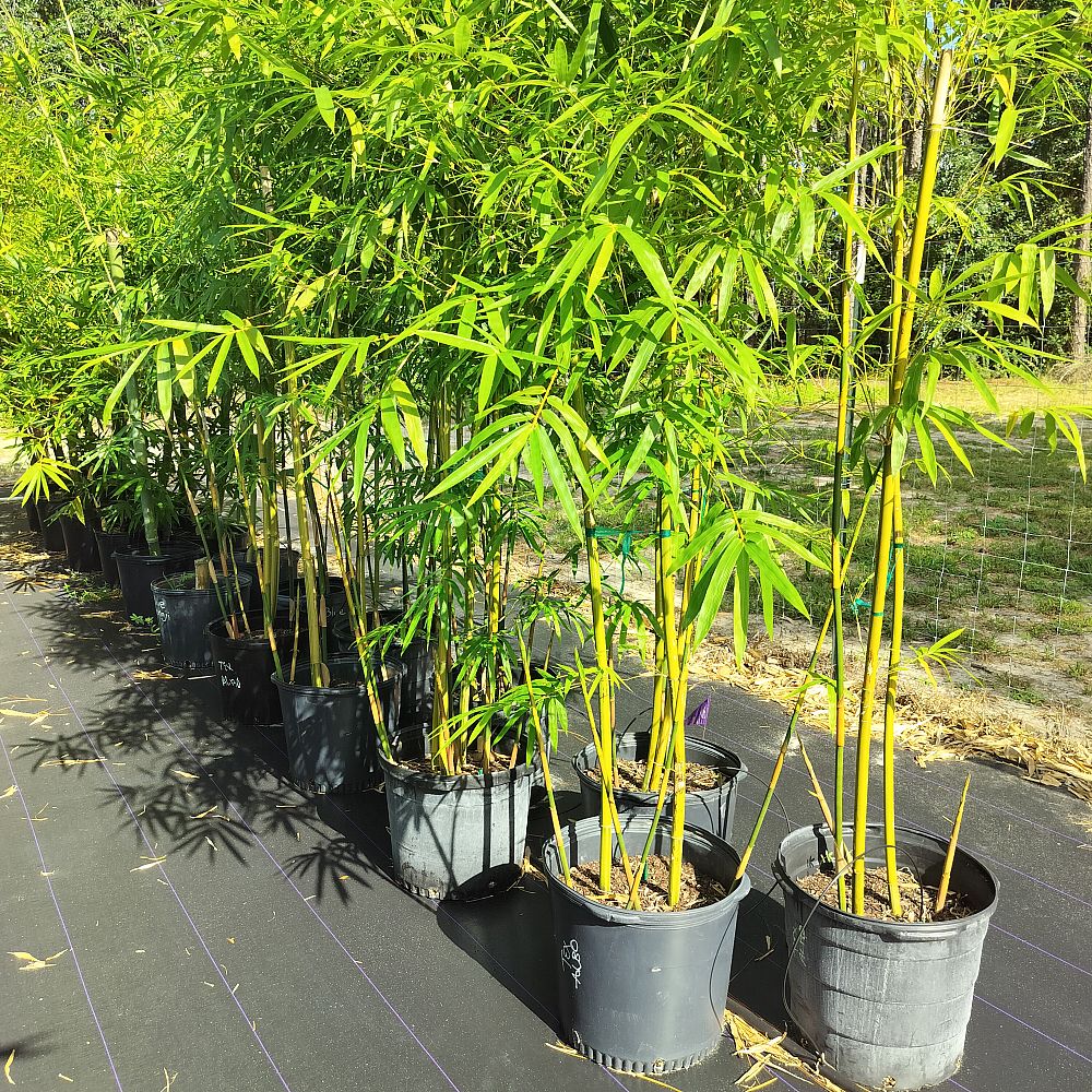 bambusa-textilis-albostriata-weaver-s-bamboo-fka-albolineata-white-stripe-graceful-bamboo