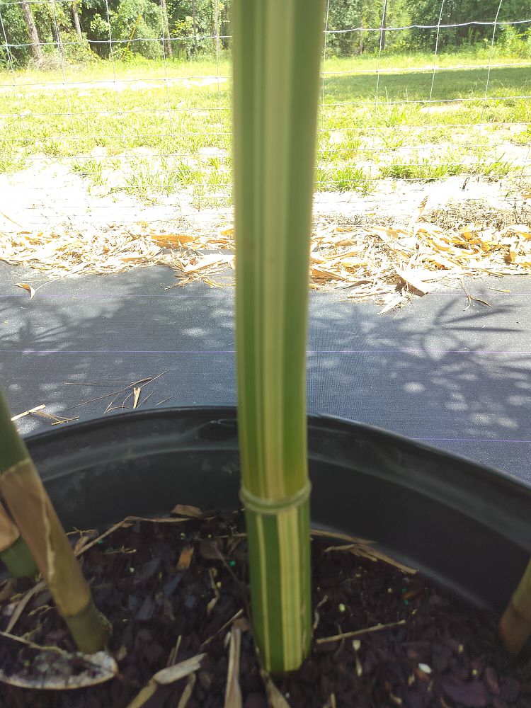 bambusa-textilis-albostriata-weaver-s-bamboo-fka-albolineata-white-stripe-graceful-bamboo
