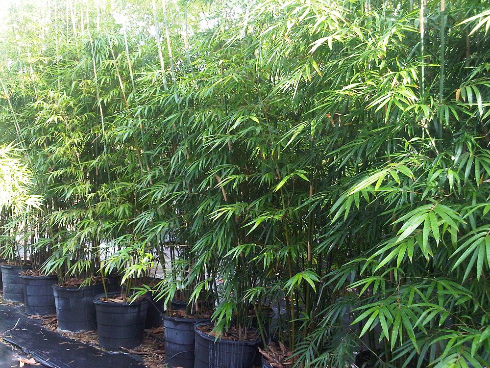 Bamboo Miami Plantant Bambusa Textilis Gracilis