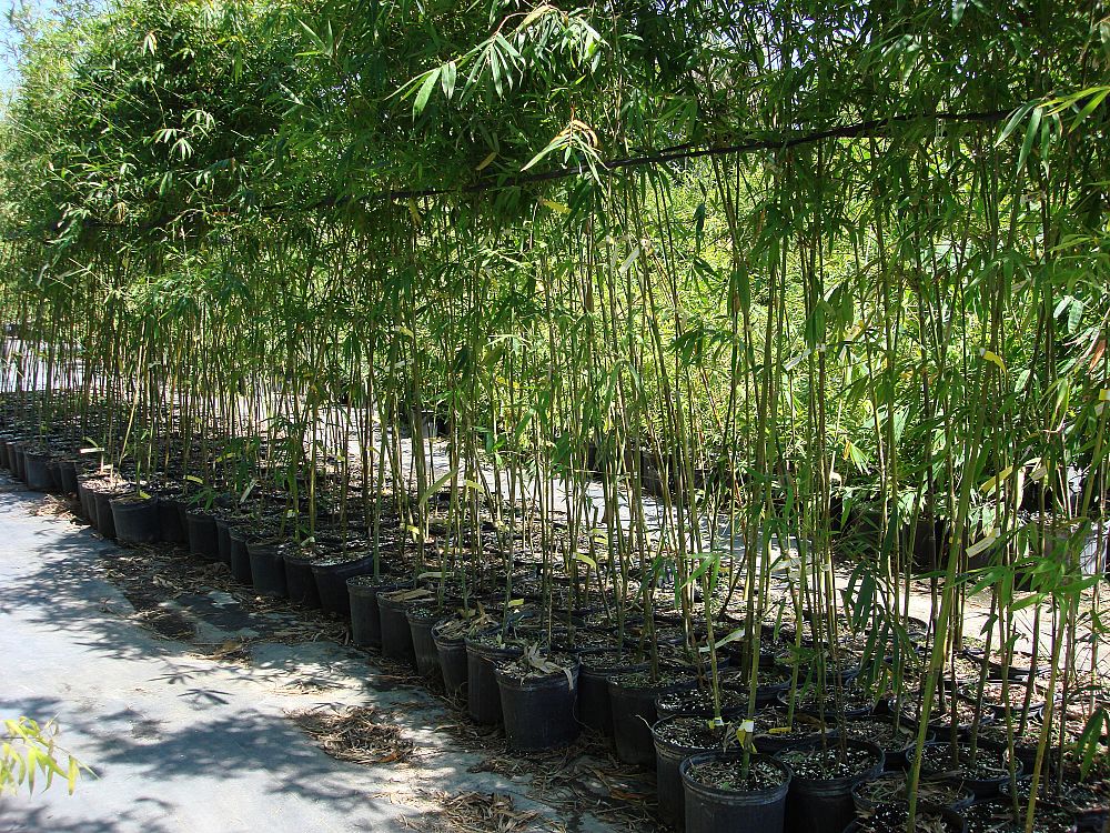 bambusa-textilis-gracilis-graceful-bamboo-weaver-s-bamboo