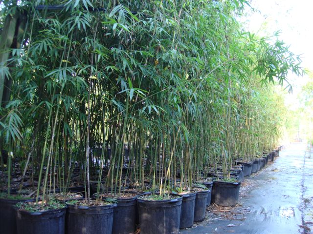 bambusa-textilis-gracilis-graceful-bamboo-weaver-s-bamboo