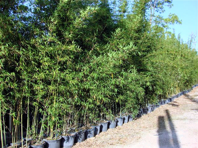 bambusa-textilis-gracilis-graceful-bamboo-weaver-s-bamboo