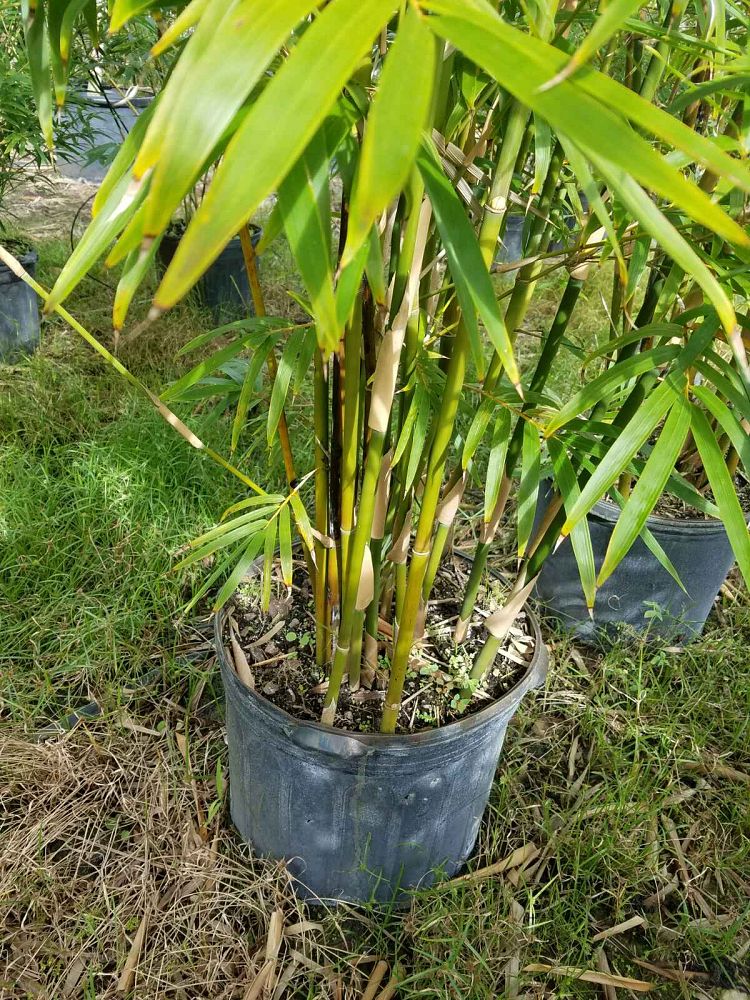 bambusa-textilis-gracilis-graceful-bamboo-weaver-s-bamboo