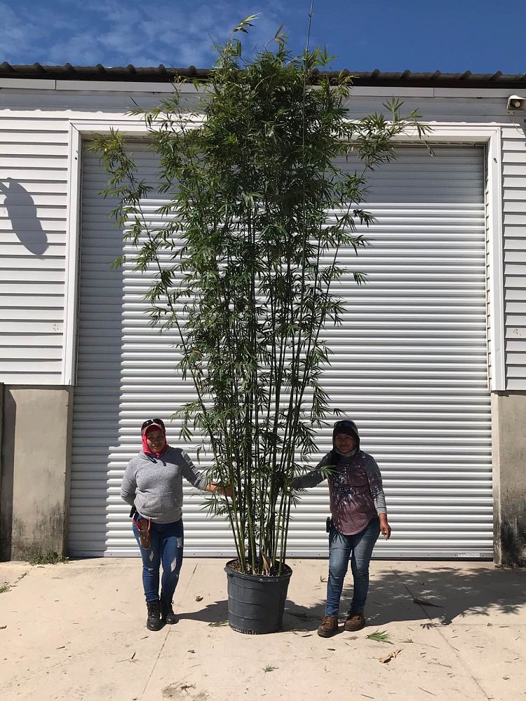 bambusa-textilis-gracilis-graceful-bamboo-weaver-s-bamboo