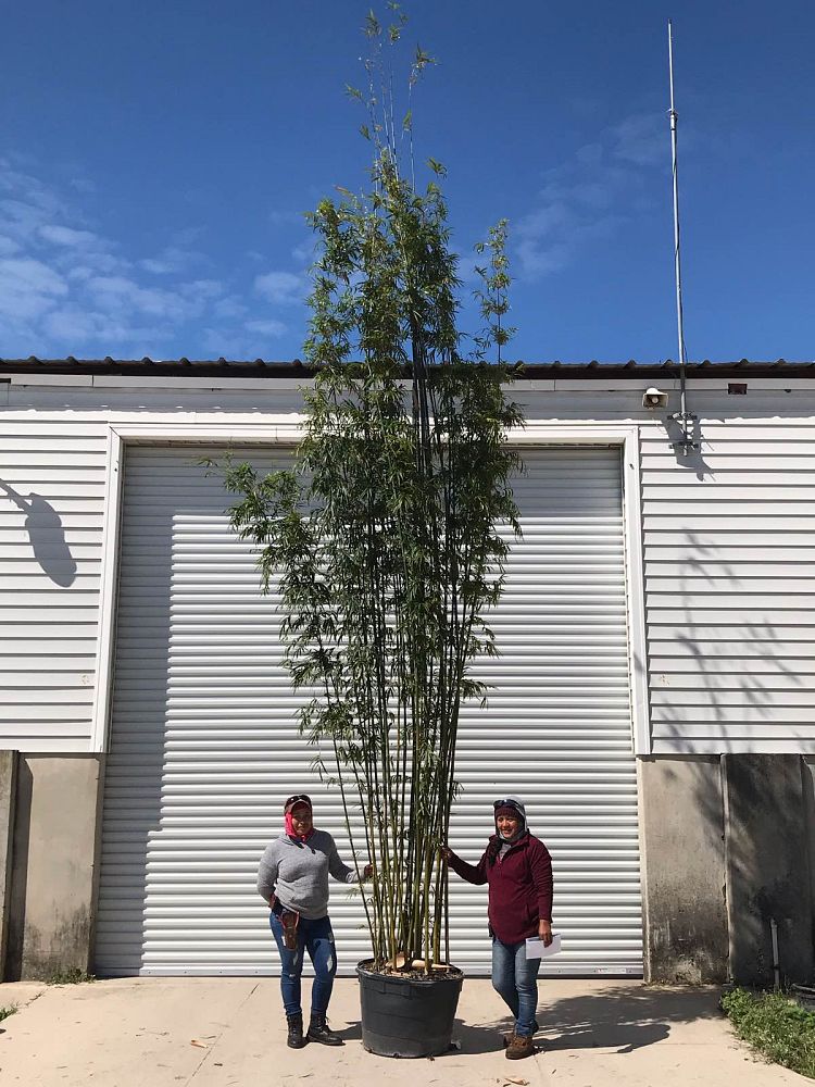 bambusa-textilis-gracilis-graceful-bamboo-weaver-s-bamboo