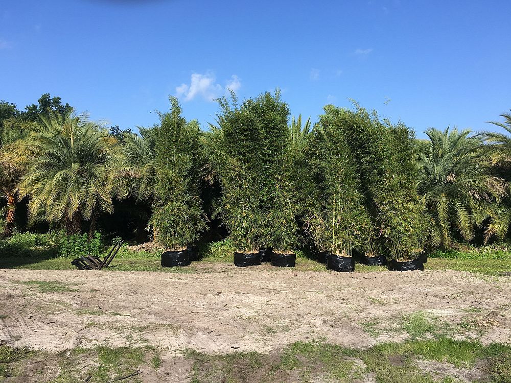 bambusa-textilis-gracilis-graceful-bamboo-weaver-s-bamboo