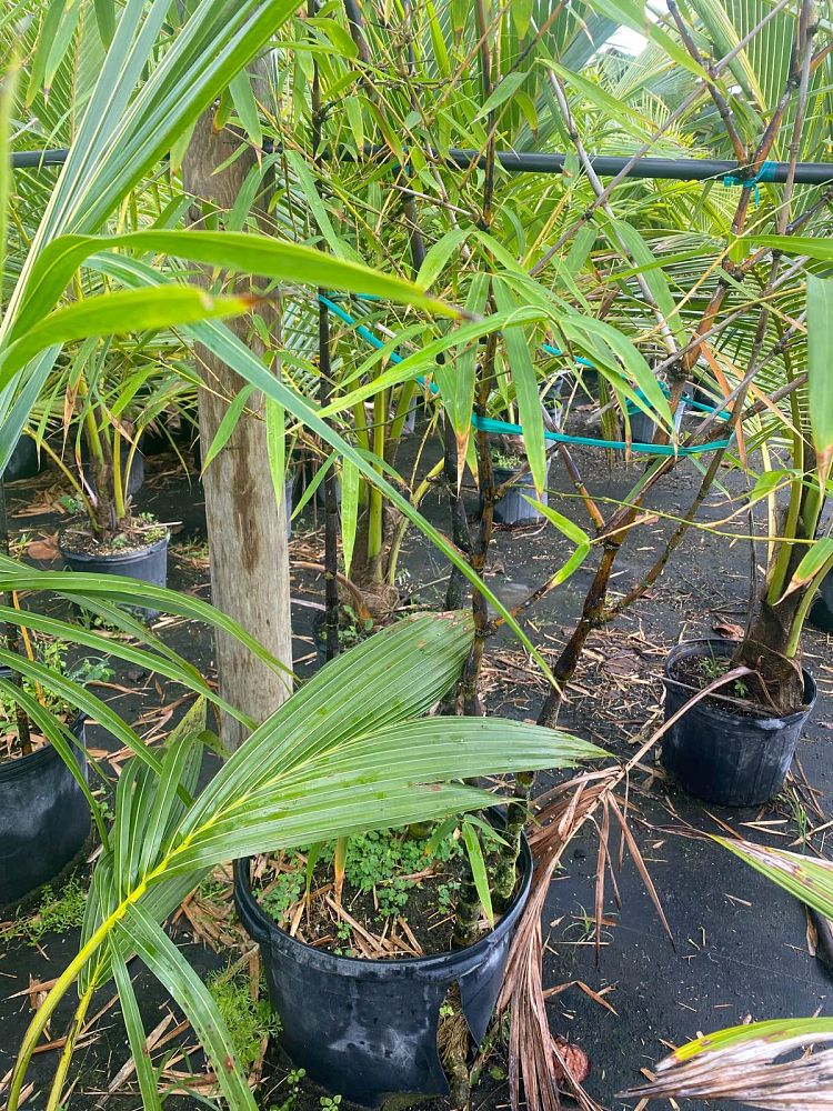 bambusa-textilis-gracilis-graceful-bamboo-weaver-s-bamboo