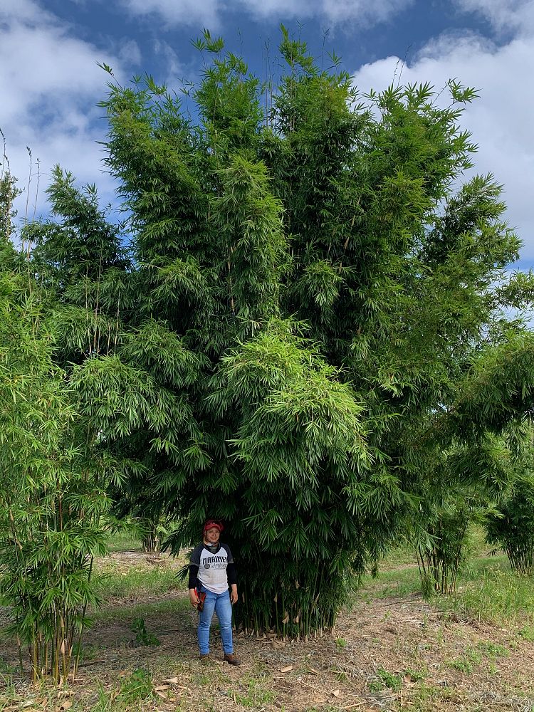 bambusa-textilis-gracilis-graceful-bamboo-weaver-s-bamboo