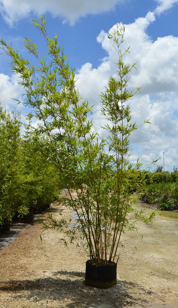bambusa-textilis-gracilis-graceful-bamboo-weaver-s-bamboo