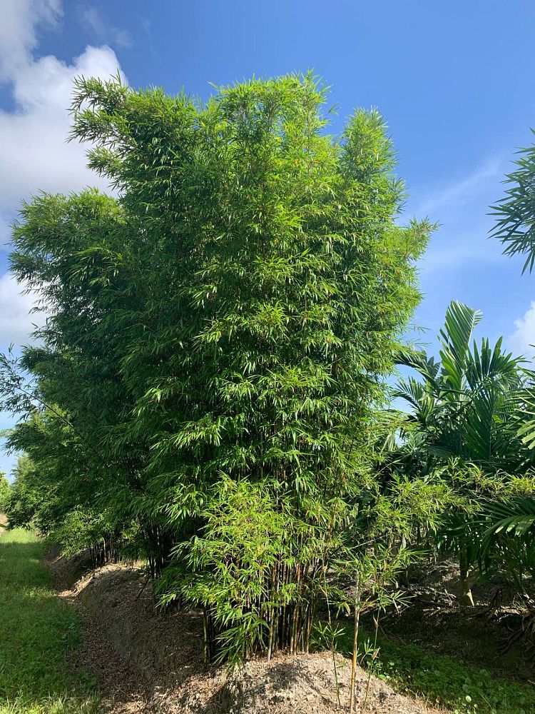 bambusa-textilis-gracilis-graceful-bamboo-weaver-s-bamboo