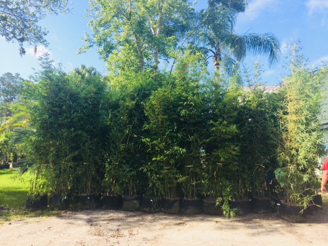 bambusa-textilis-gracilis-graceful-bamboo-weaver-s-bamboo
