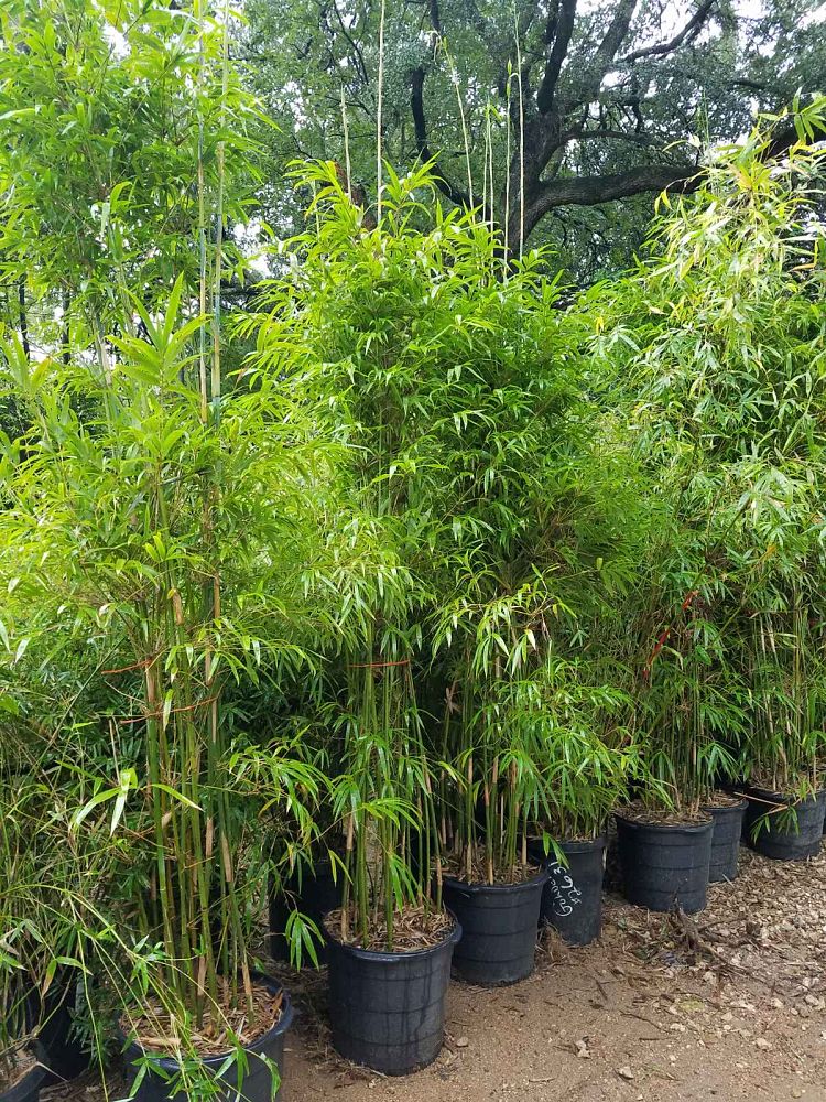 bambusa-textilis-gracilis-graceful-bamboo-weaver-s-bamboo