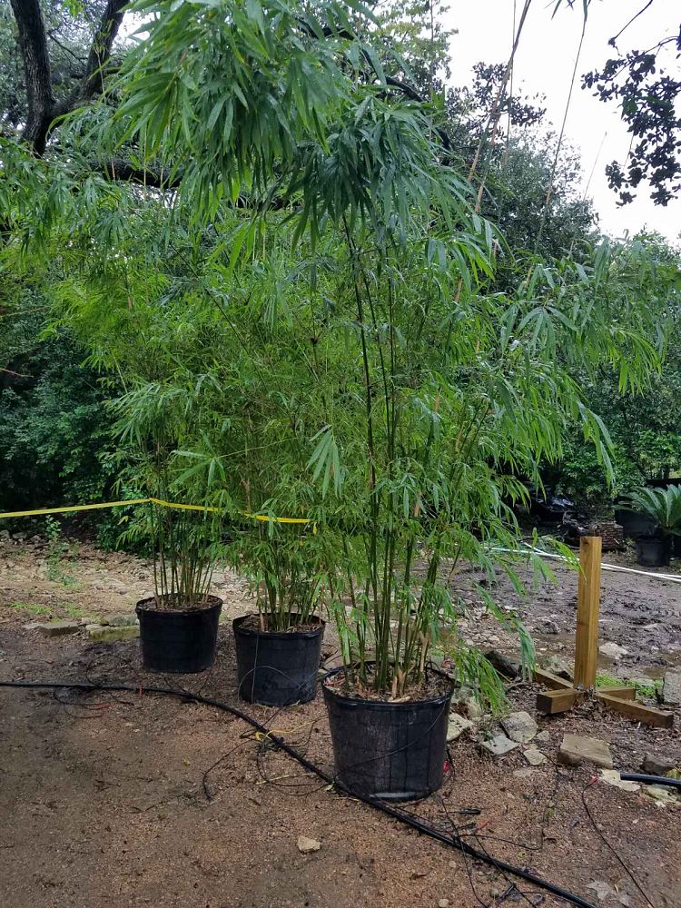 bambusa-textilis-gracilis-graceful-bamboo-weaver-s-bamboo