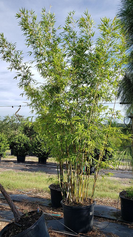bambusa-textilis-gracilis-graceful-bamboo-weaver-s-bamboo