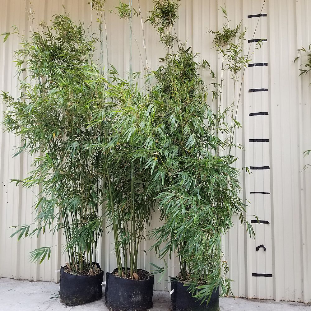 bambusa-textilis-gracilis-graceful-bamboo-weaver-s-bamboo