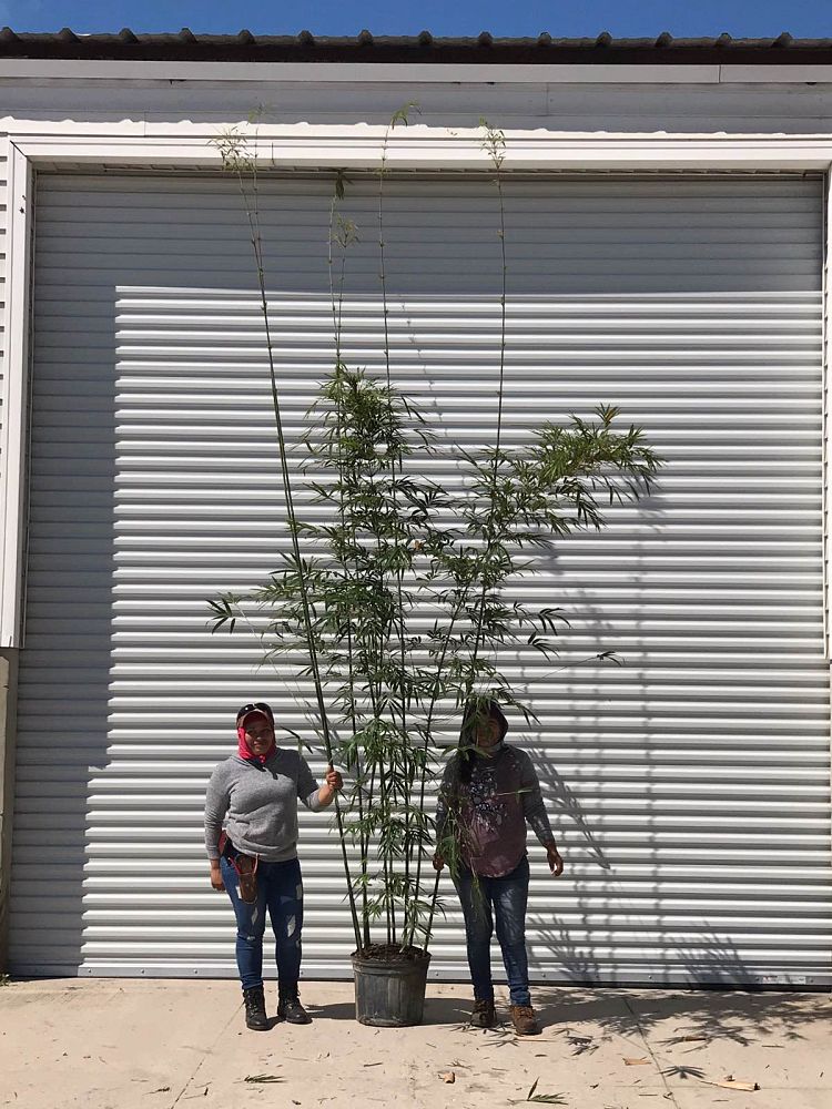 bambusa-textilis-gracilis-graceful-bamboo-weaver-s-bamboo