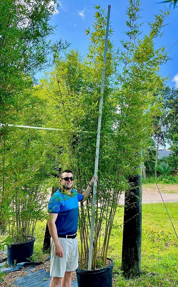 bambusa-textilis-gracilis-graceful-bamboo-weaver-s-bamboo