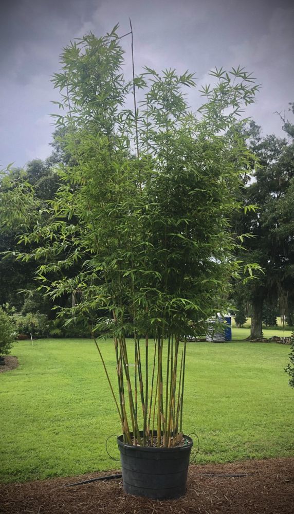bambusa-textilis-gracilis-graceful-bamboo-weaver-s-bamboo