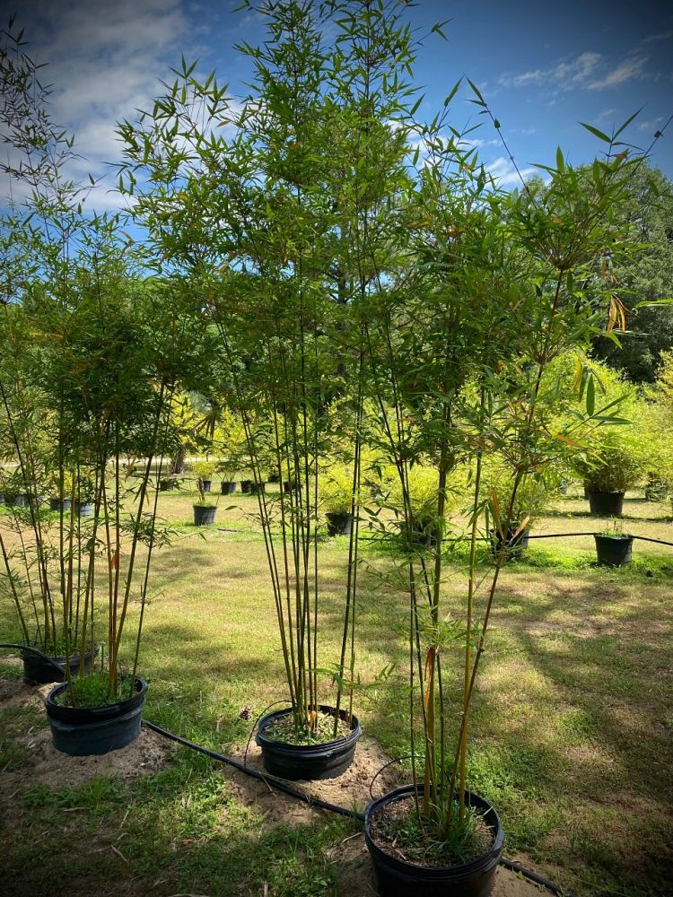 bambusa-textilis-gracilis-graceful-bamboo-weaver-s-bamboo