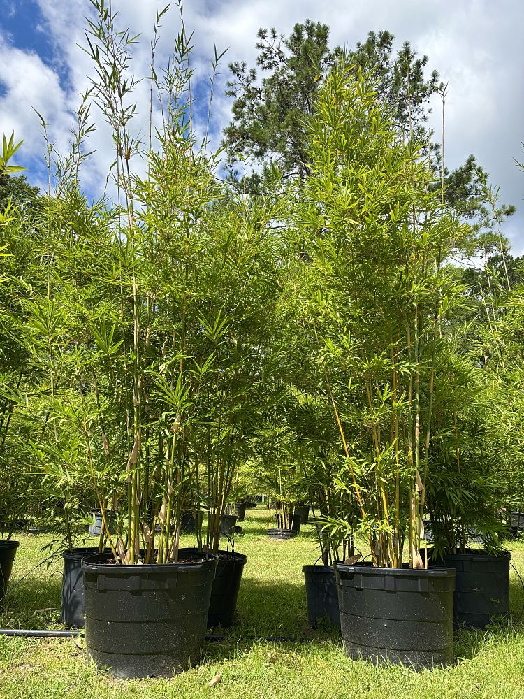 bambusa-textilis-gracilis-graceful-bamboo-weaver-s-bamboo