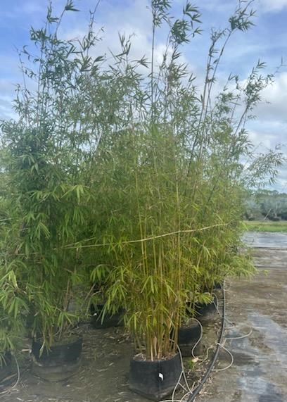 bambusa-textilis-gracilis-graceful-bamboo-weaver-s-bamboo