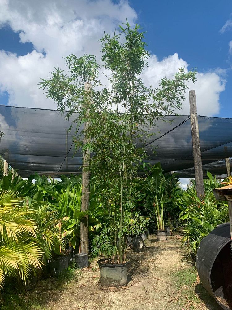 bambusa-textilis-gracilis-graceful-bamboo-weaver-s-bamboo