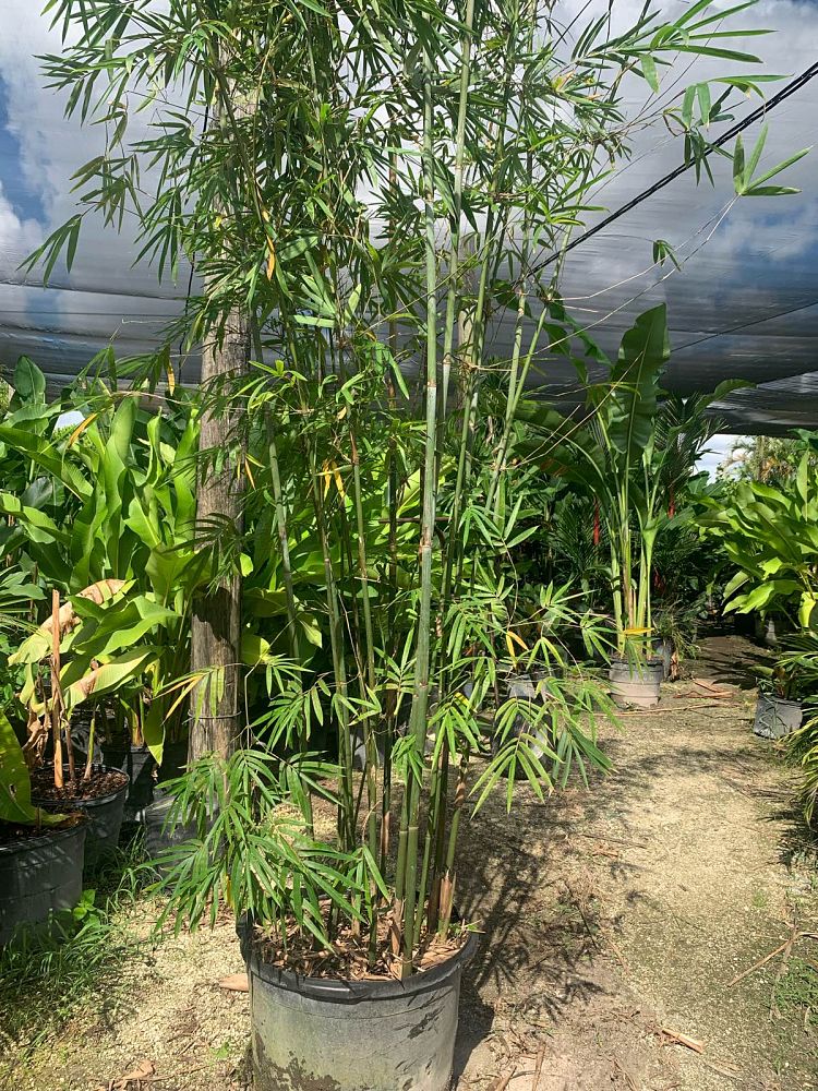 bambusa-textilis-gracilis-graceful-bamboo-weaver-s-bamboo