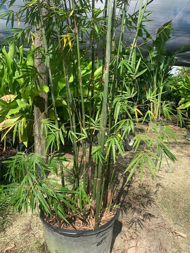 bambusa-textilis-gracilis-graceful-bamboo-weaver-s-bamboo