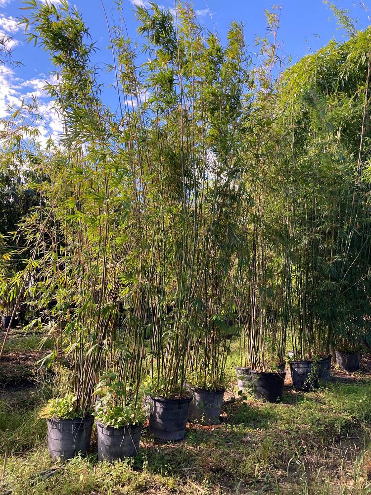 bambusa-textilis-gracilis-graceful-bamboo-weaver-s-bamboo