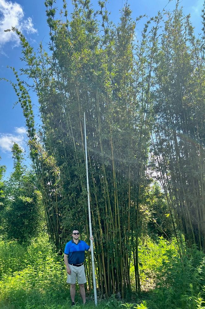bambusa-textilis-gracilis-graceful-bamboo-weaver-s-bamboo