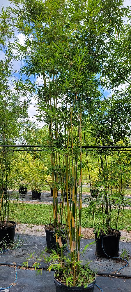 bambusa-textilis-gracilis-graceful-bamboo-weaver-s-bamboo