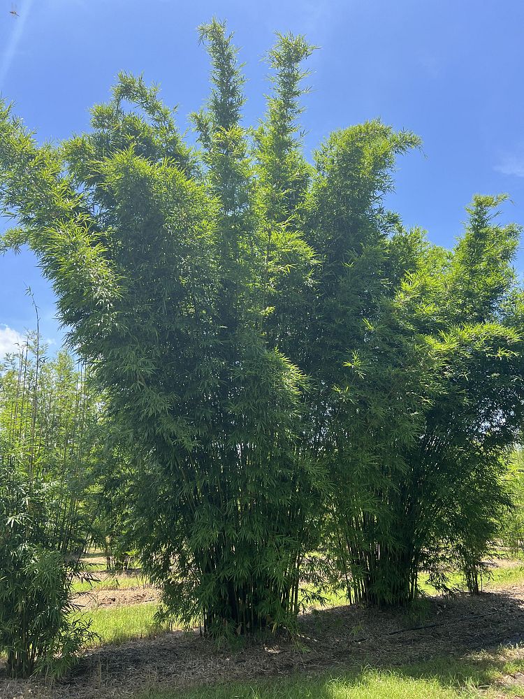 bambusa-textilis-gracilis-graceful-bamboo-weaver-s-bamboo