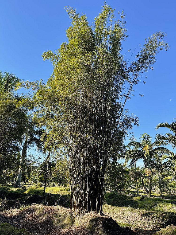 bambusa-textilis-gracilis-graceful-bamboo-weaver-s-bamboo
